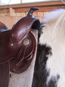 2011 003 equiflex snake februar