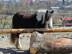 2011 006 aktivstall maerz