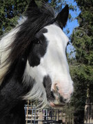 2011 007 aktivstall maerz