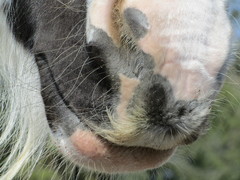 2011 008 aktivstall maerz