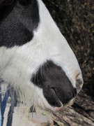 2011 009 aktivstall maerz