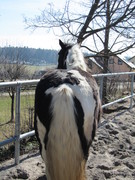 2011 010 aktivstall maerz