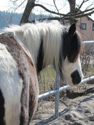 2011 011 aktivstall maerz