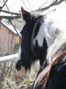 2011 012 aktivstall maerz