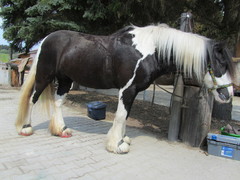 2011 013 renegate april