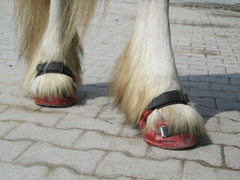 2011 014 renegate april