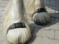 2011 015 renegate april