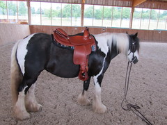 2011 022 equiflex shorwide mai