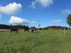 2011 034 koppel oktober