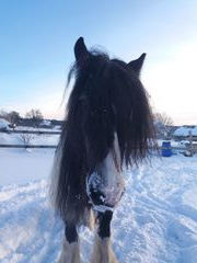 2019 004 janunar copy