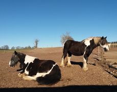 2019 008 februar copy