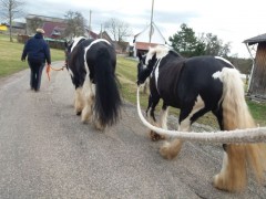 2020 025 februar copy