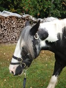 2020 250 august copy