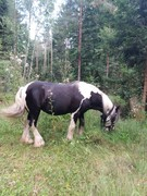 2020 251 august copy