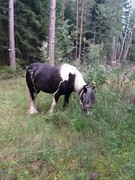 2020 252 august copy