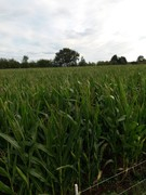 2020 274 september copy