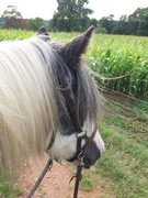 2020 275 september copy