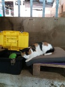 2020 311 oktober copy