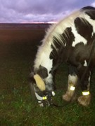 2020 343 november copy