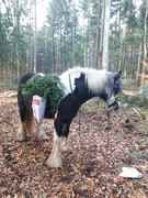 2020 361 november copy