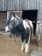 2020 368 dezember copy