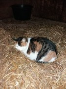 2021 005 janunar copy