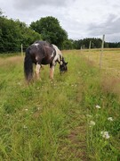 2021 274 august copy