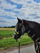 2021 279 august copy