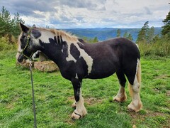 2022 09 september 309