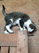 2022 11 november 350