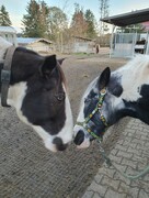 2022 11 november 352