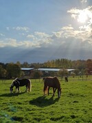 2022 11 november 354