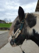 2022 11 november 359