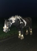 2022 11 november 361