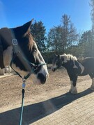 2022 11 november 363