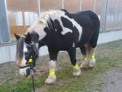 2022 12 dezember 368