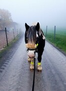 2022 12 dezember 370