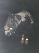 2022 12 dezember 373