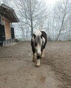 2022 12 dezember 376