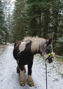 2022 12 dezember 392