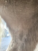 2022 12 dezember 398