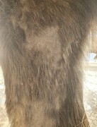 2022 12 dezember 399