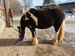 2022 12 dezember 403