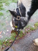 2022 12 dezember 404