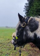 2022 12 dezember 407