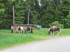 2012 001 pfingstritt hochdorf mai