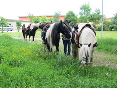 2012 003 pfingstritt hochdorf mai
