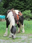 2012 005 pfingstritt hochdorf mai