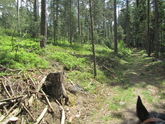 2012 010 pfingstritt hochdorf mai