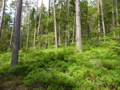 2012 011 pfingstritt hochdorf mai